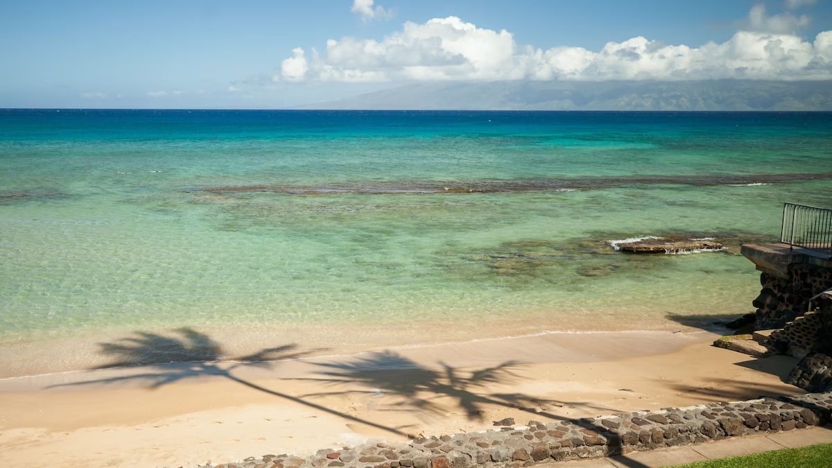 A beach with palm trees and blue water