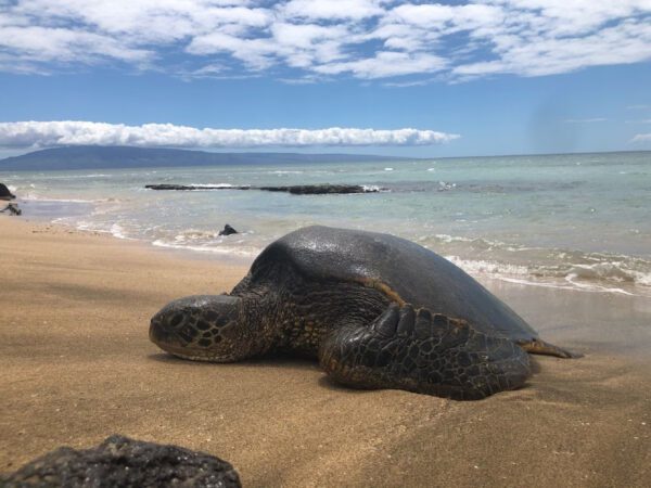 A turtle laying on the beach near some water