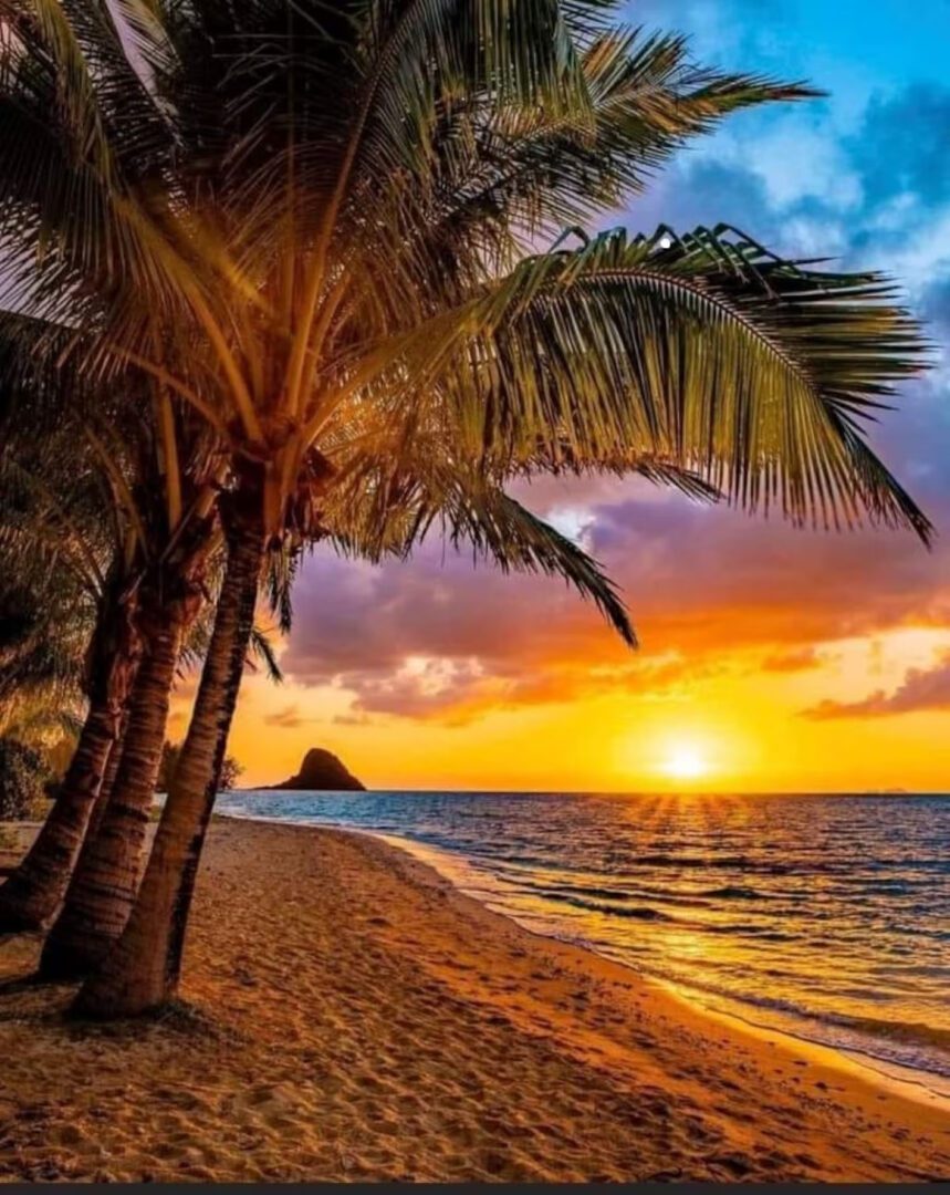 A beach with palm trees and the sun setting.