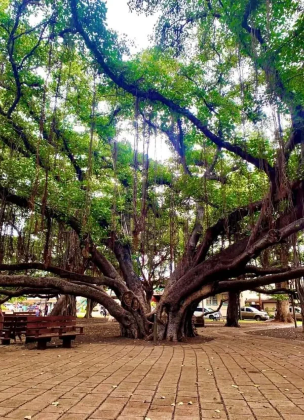 A large tree with many branches and leaves