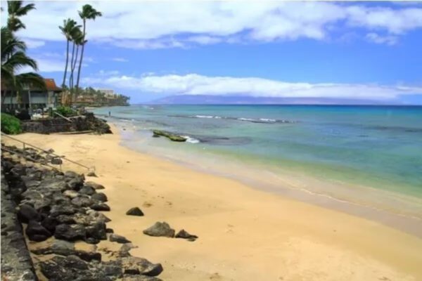 A beach with palm trees and rocks on the shore.