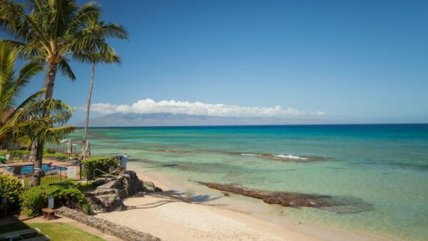 A beach with palm trees and the ocean in the background.