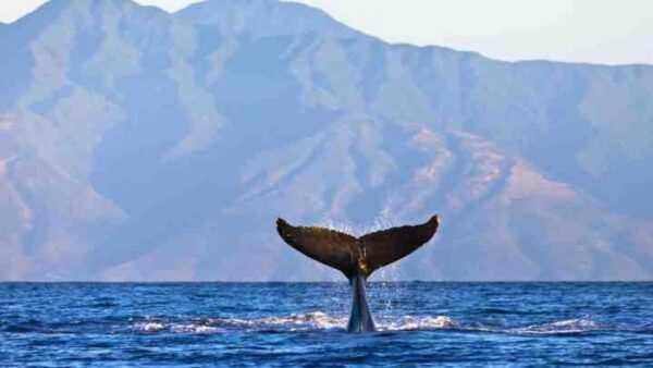 A whale tail in the ocean with mountains behind it.