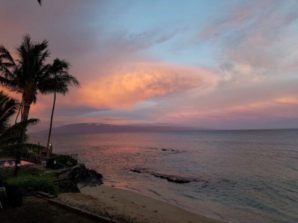 A beach with palm trees and water at sunset.