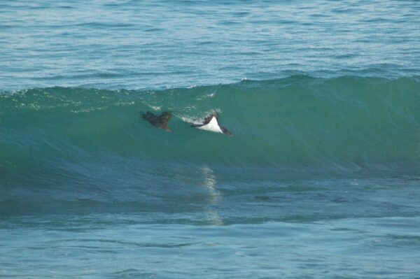 A surfer is riding the waves in the ocean.