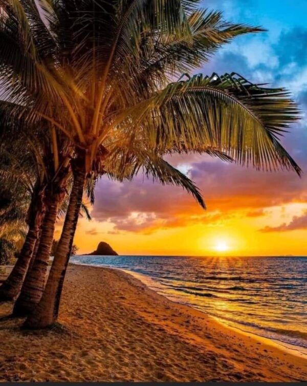 A beach with palm trees and the sun setting.