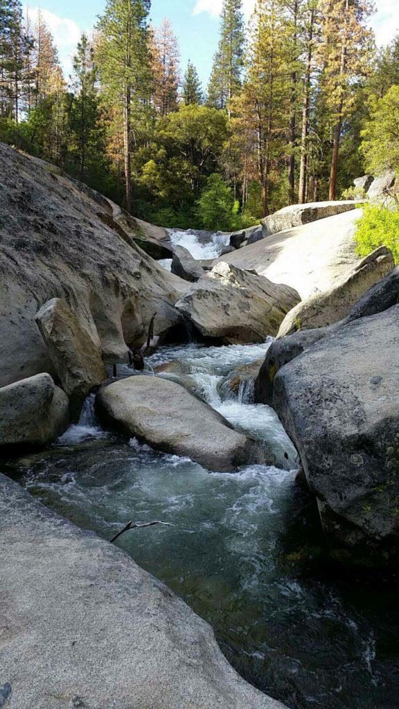 A stream running through the middle of a forest.