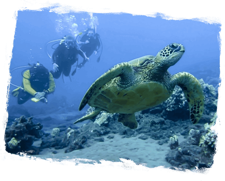 A group of people swimming in the ocean with turtles.