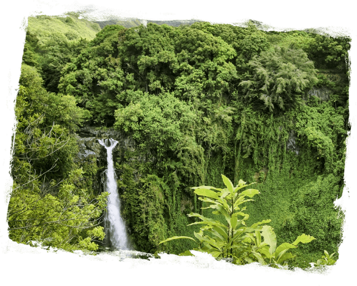 A waterfall in the middle of a forest.