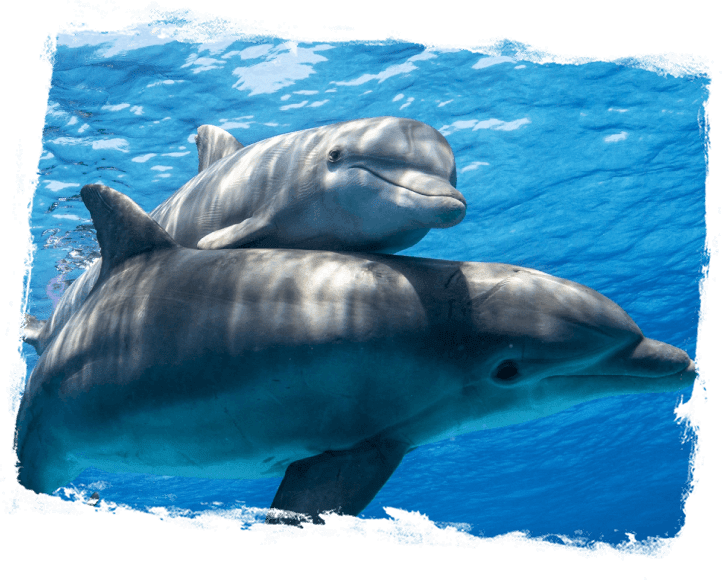 Two dolphins swimming in the ocean under a blue sky.